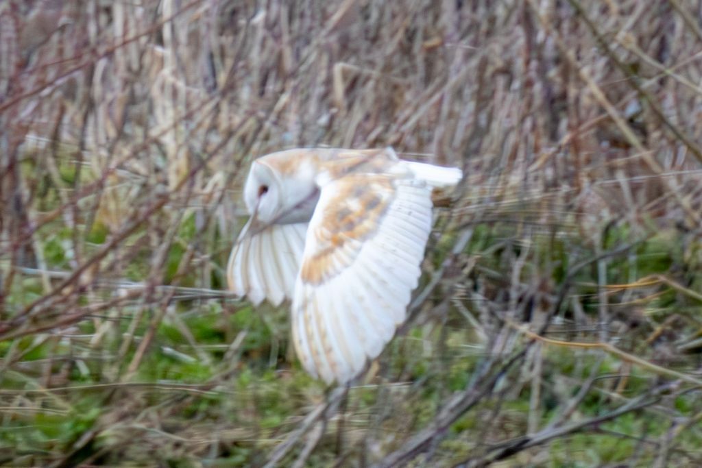 Western Barn Owl (Tyto alba) In flight